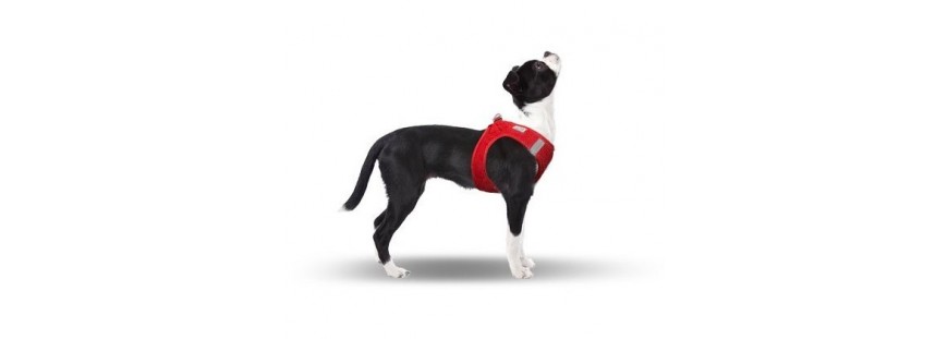 ¿Collar o arnés para perros?